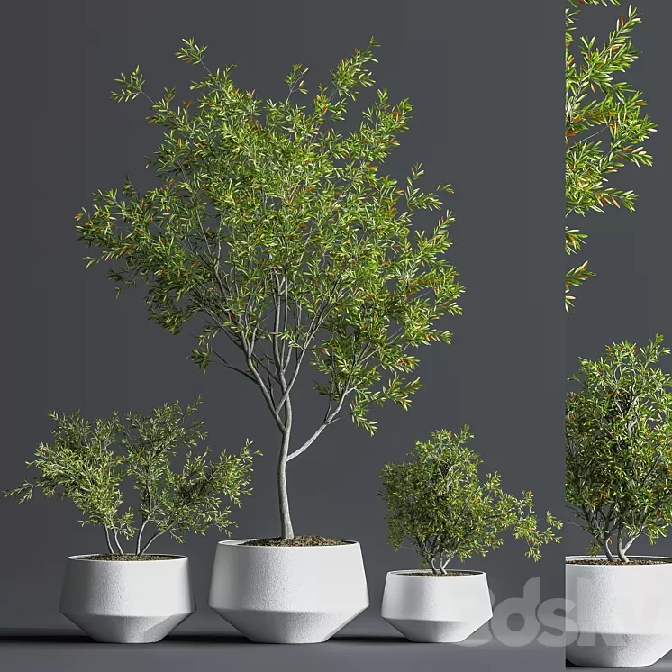 Indoor_Set_Plant_08 3D Model Free Download Indoor_Set_Plant_08 3D Model Free Download
