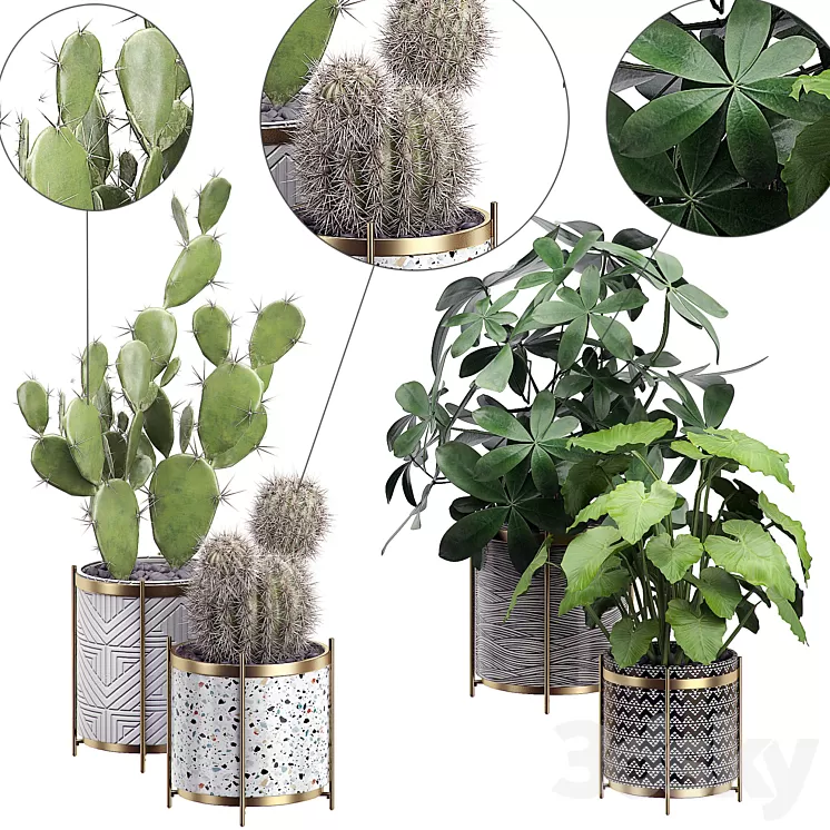 INTERIOR FLOWER PACK 19 – CACTUS. Part 3 3D Model