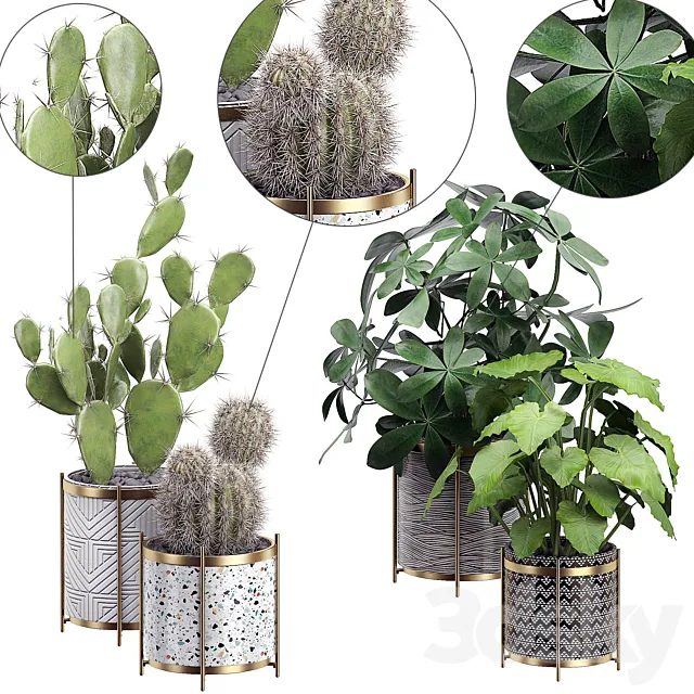 INTERIOR FLOWER PACK 19 – CACTUS. Part 3 3DModel