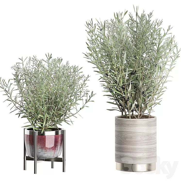 INTERIOR OLIVE TREE PACK 66 3D Model