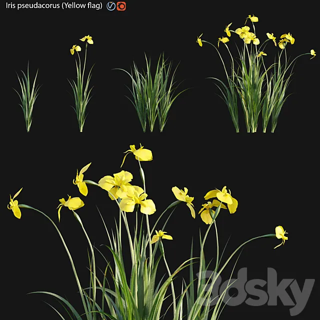 Iris pseudacorus – Yellow flag – 01 3D Model Iris pseudacorus – Yellow flag – 01 3D Model
