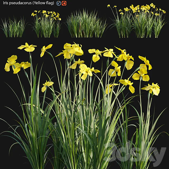 Iris pseudacorus – Yellow flag – 02 3D Model Iris pseudacorus – Yellow flag – 02 3D Model