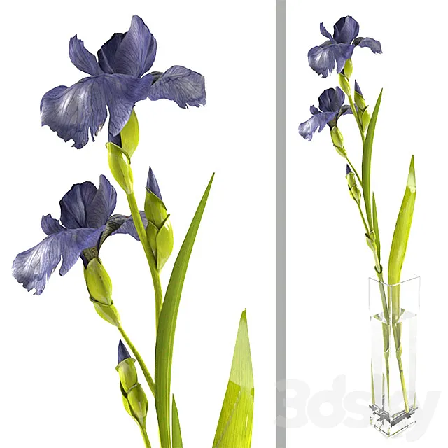 Irises 3D Model Irises 3D Model