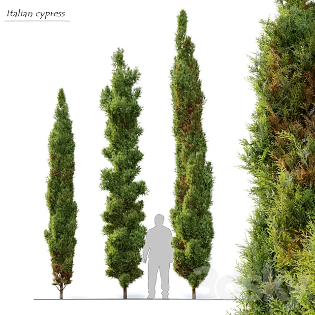 Italian cypress 3D Model
