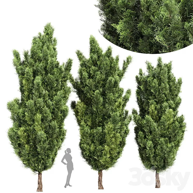 Italian Cypress High details 3Trees 3D Model
