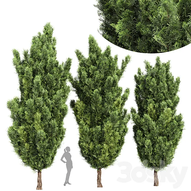 Italian Cypress High details 3Trees 3DModel
