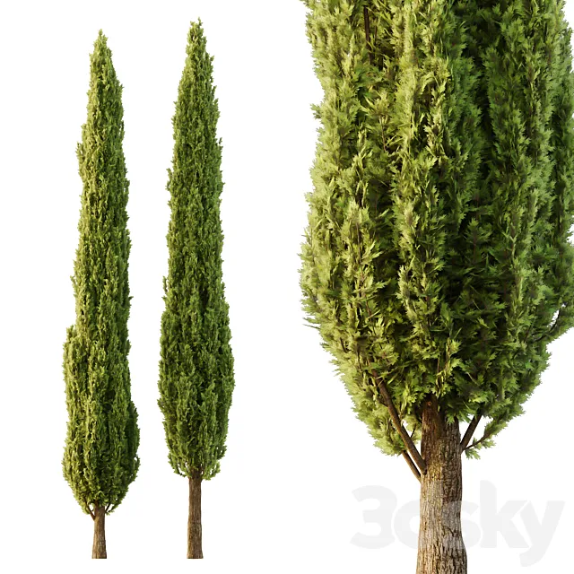 Italian Cypress Tree06 3D Model