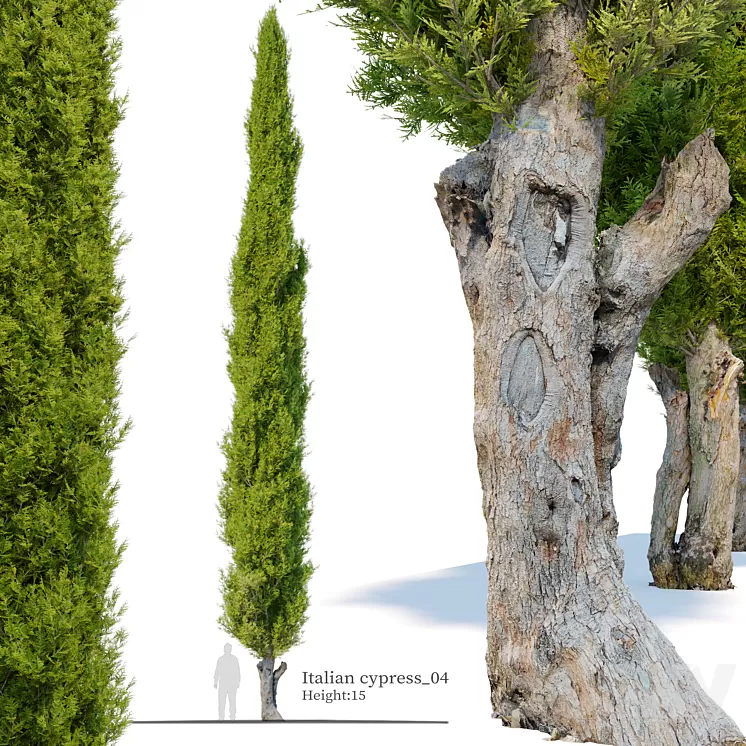 Italian cypress_04 3D Model