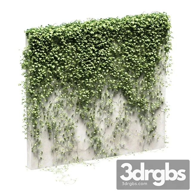 Ivy for the fence v3 Ivy for the fence v3