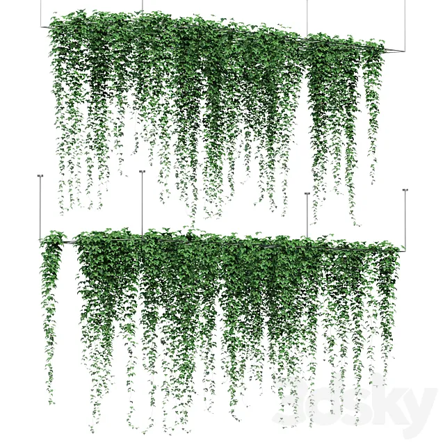Ivy hanging from the ceiling. 2 models 3D Model