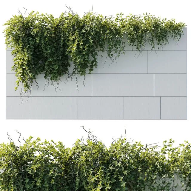 ivy hanging from the wall – outdoor plants set 173 3D Model