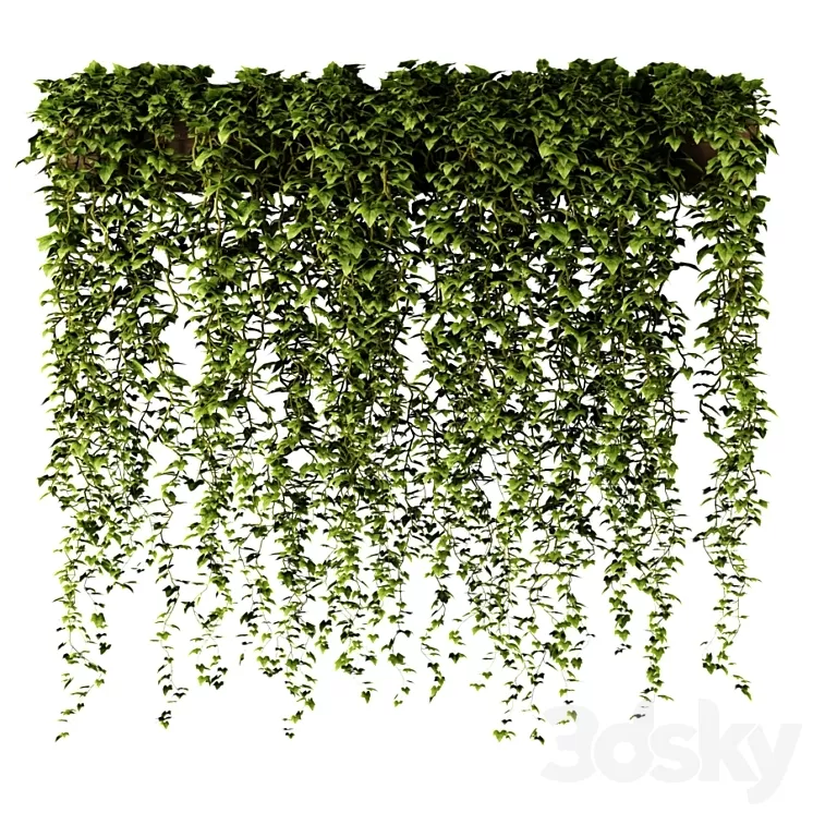 Ivy in a long rectangular planter 3D Model