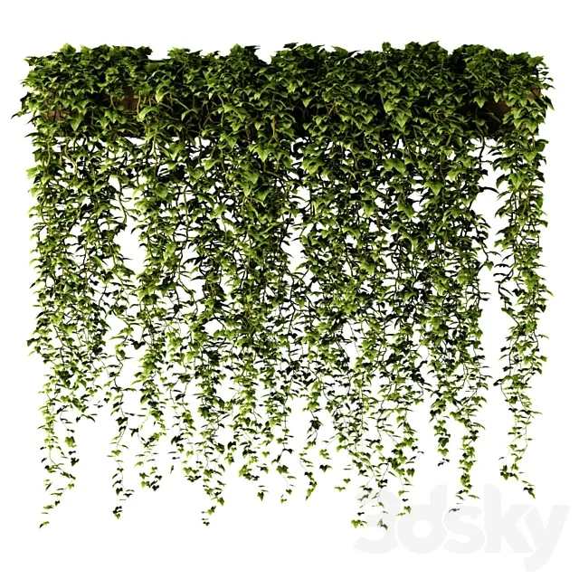 Ivy in a long rectangular planter 3DModel Ivy in a long rectangular planter 3DModel