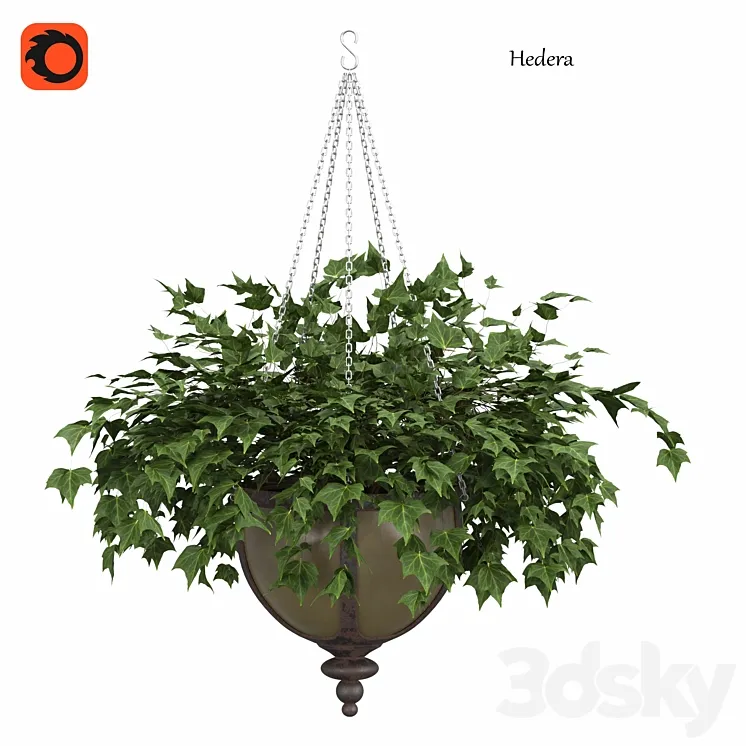 Ivy in a pot 3D Model Free Download