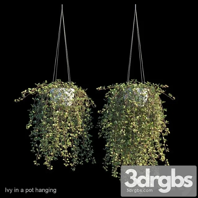 Ivy in a pot hanging Ivy in a pot hanging