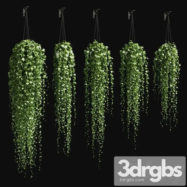 Ivy in a pot on the chain v3