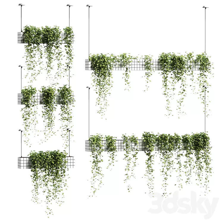 Ivy in hanging flower pots. 5 models 3D Model