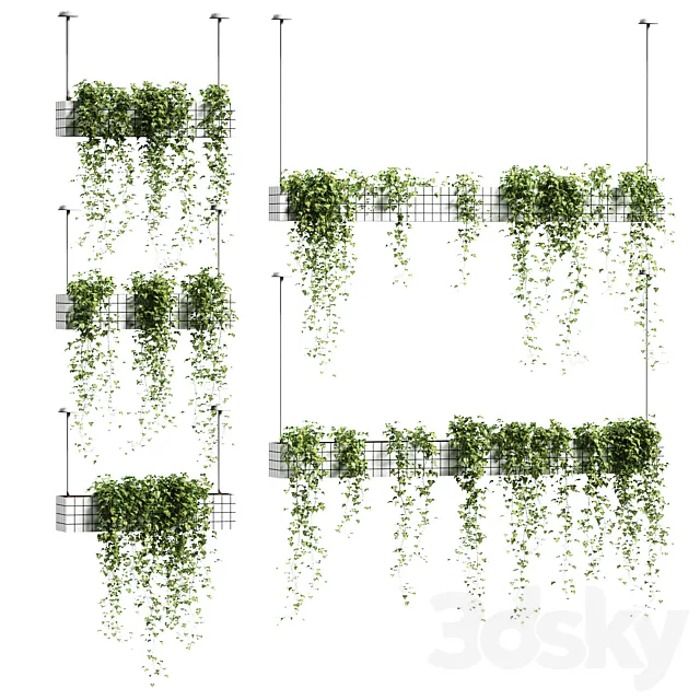 Ivy in hanging flower pots. 5 models 3DModel Ivy in hanging flower pots. 5 models 3DModel
