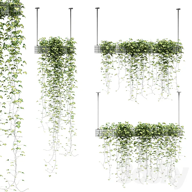 Ivy in hanging pots. 3 models 3DModel Ivy in hanging pots. 3 models 3DModel