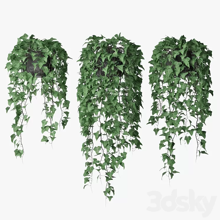 Ivy in pot 09 3D Model