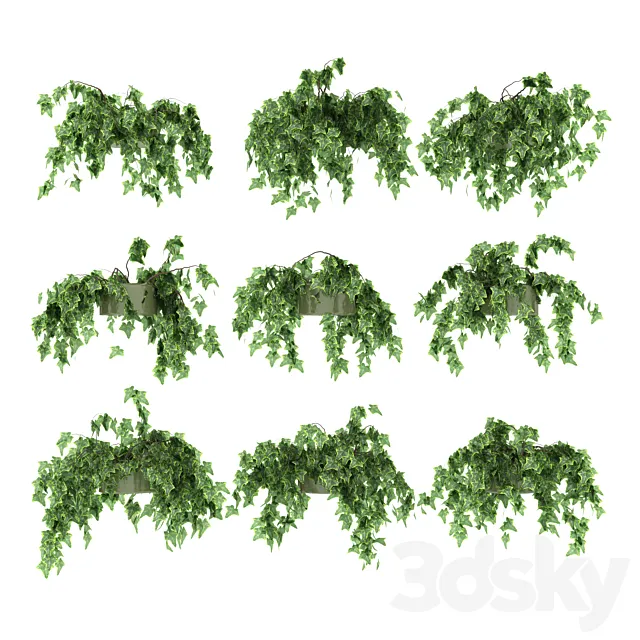 Ivy in pot v2. 9 models 3D Model Ivy in pot v2. 9 models 3D Model