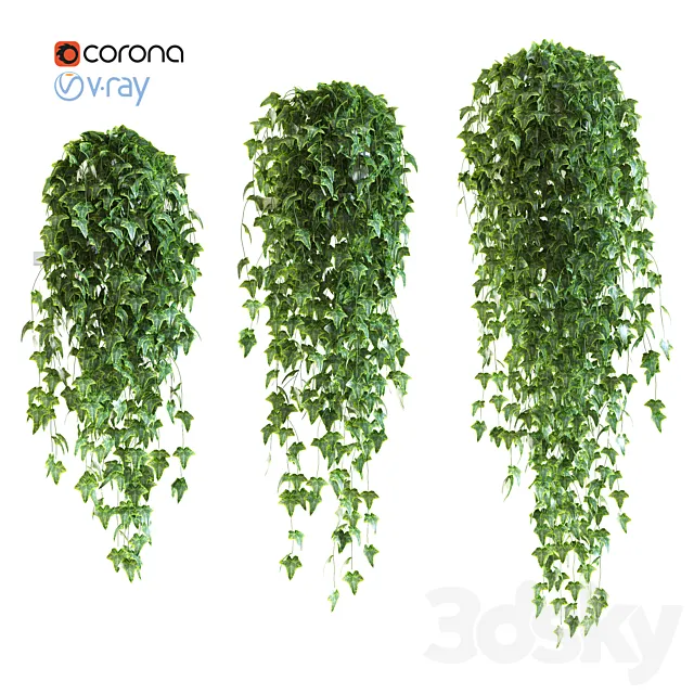 Ivy in pot v4. 3 products 3DModel Ivy in pot v4. 3 products 3DModel