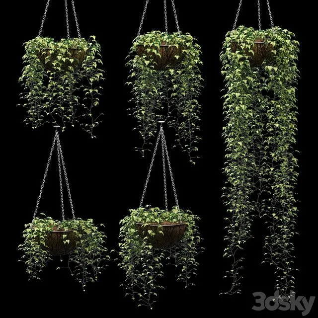 Ivy in pots. 5 models 3D Model