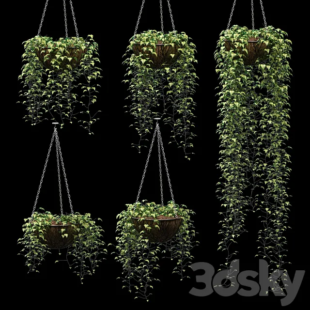 Ivy in pots. 5 models 3D Model Ivy in pots. 5 models 3D Model