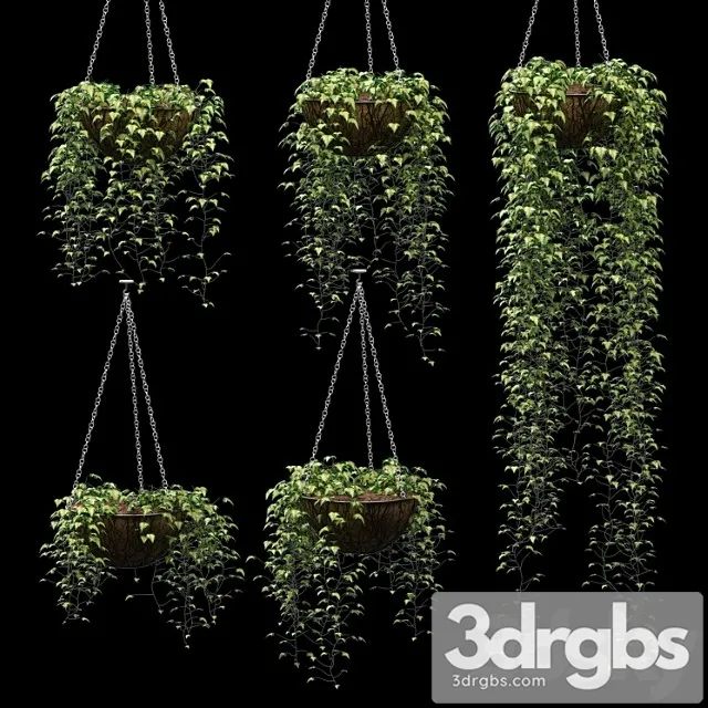 Ivy in pots. 5 models Ivy in pots. 5 models