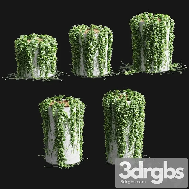 Ivy in round tubs. 5 models Ivy in round tubs. 5 models