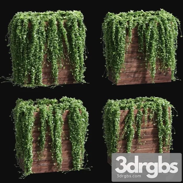 Ivy in Tubs 4 Models 3D Model Download