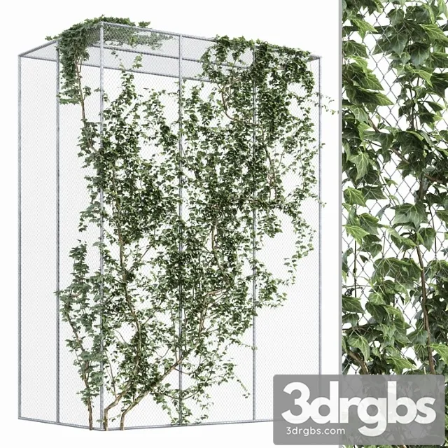 Ivy on fence 2 Ivy on fence 2