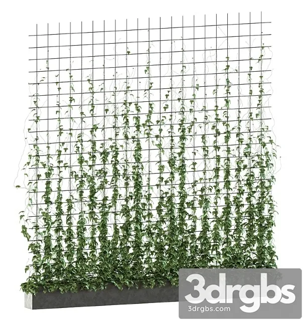 Ivy on the grid v2 Ivy on the grid v2