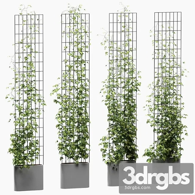 Ivy on the Lattice 4 Models 3D Model Download