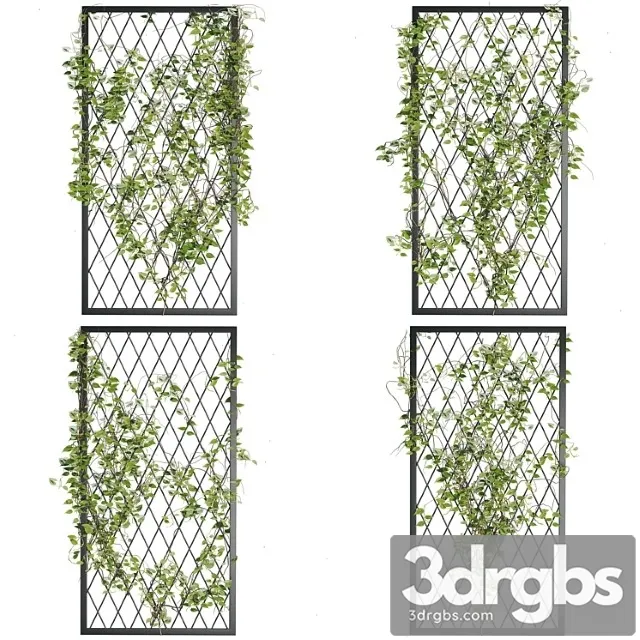 Ivy Plants 04 Ivy Plants 04