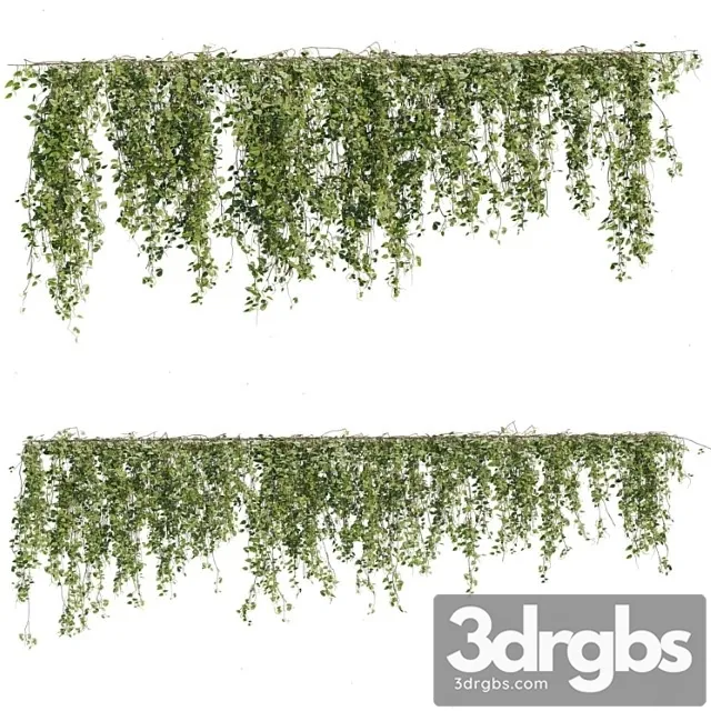 Ivy plants 05 Ivy plants 05