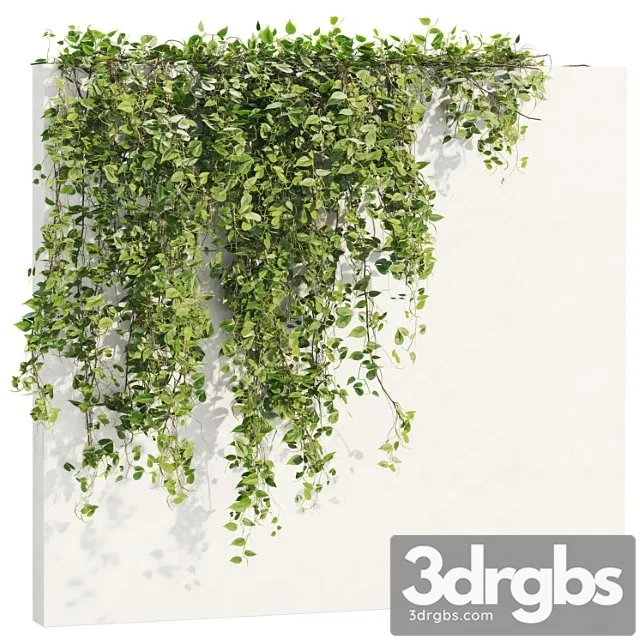 Ivy Plants 18 Ivy Plants 18