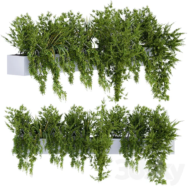 ivy plants in box 3D Model ivy plants in box 3D Model