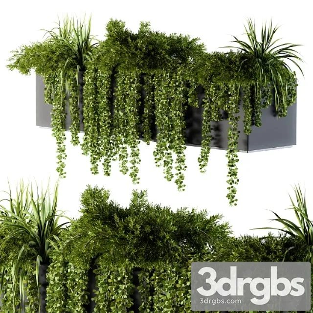 Ivy plants in box – outdoor set 62 Ivy plants in box – outdoor set 62