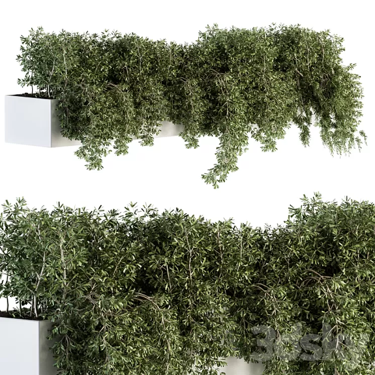 ivy plants in box – Outdoor Set 80 3D Model