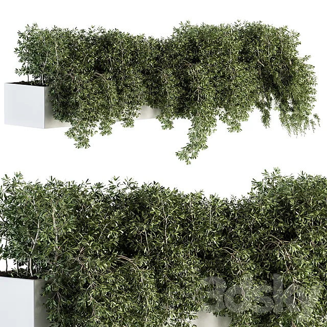 ivy plants in box – Outdoor Set 80 3DModel