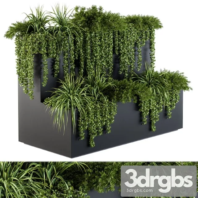 Ivy Plants In Box Set 61 3D Model Download