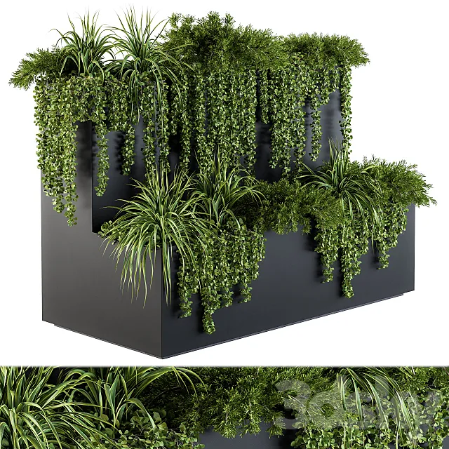 ivy plants in box – Set 61 3D Model
