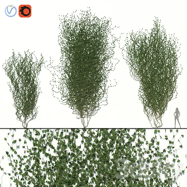 Ivy Wall 02 3D Model Ivy Wall 02 3D Model
