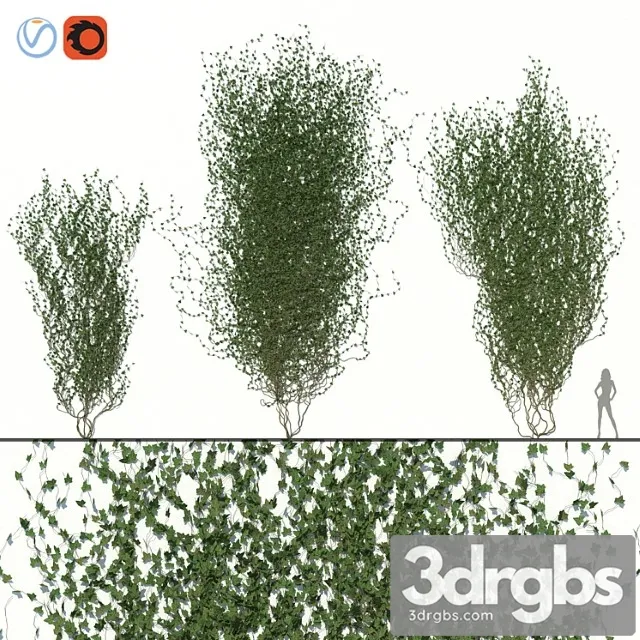 Ivy wall 02 Ivy wall 02