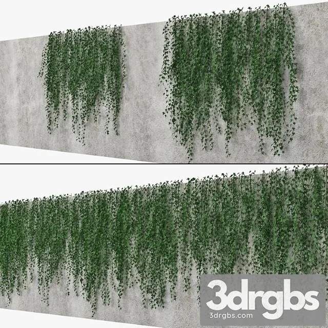 Ivy wall 09 Ivy wall 09