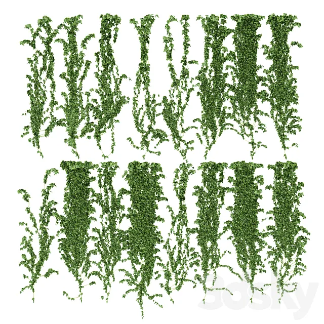 Ivy wall. 16 species 3D Model Ivy wall. 16 species 3D Model