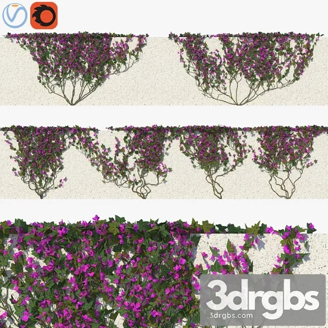 Ivy with flowers 01 Ivy with flowers 01