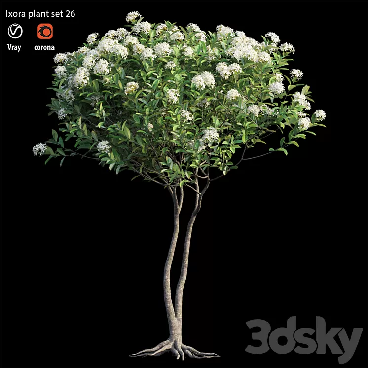 Ixora plant set 26 3D Model