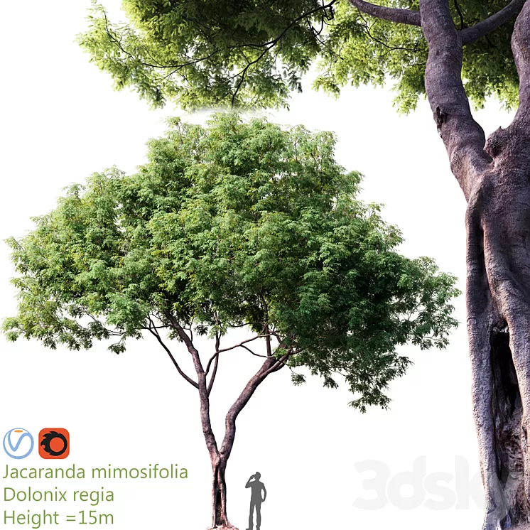 Jacaranda mimosifolia – Dolonix regia # 1 3D Model